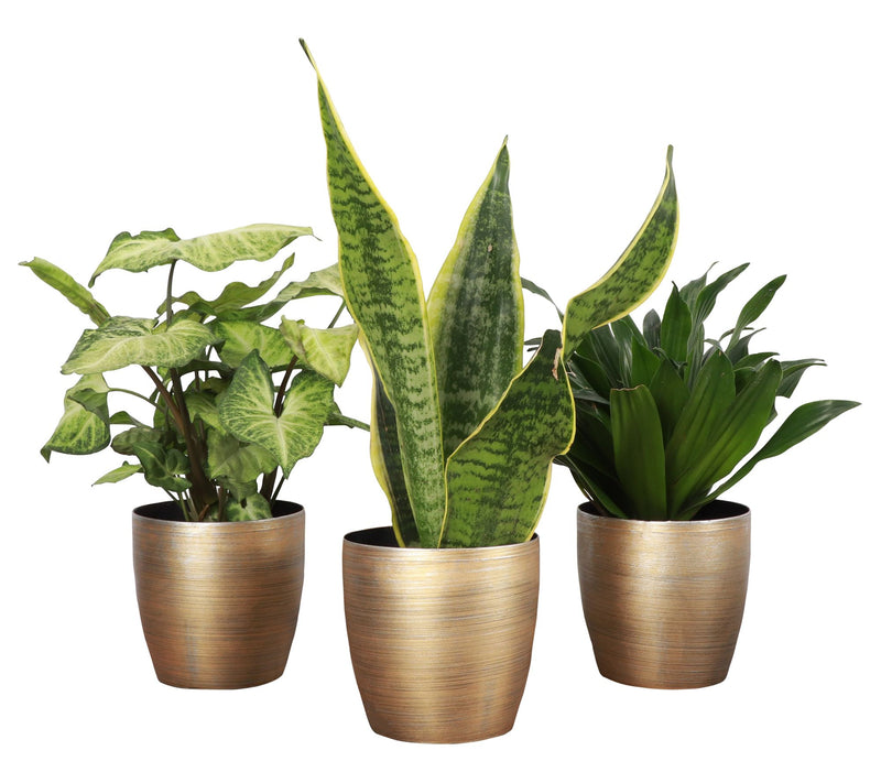 Thorsen's Greenhouse Set of 3 Live 4" Low LightHouseplants — View 13