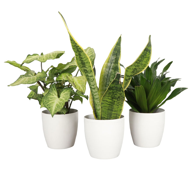 Thorsen's Greenhouse Set of 3 Live 4" Low LightHouseplants — View 14
