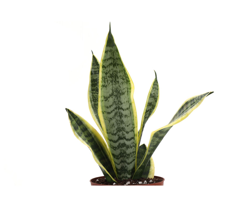 Thorsen's Greenhouse Set of 3 Live 4" Low LightHouseplants — View 5