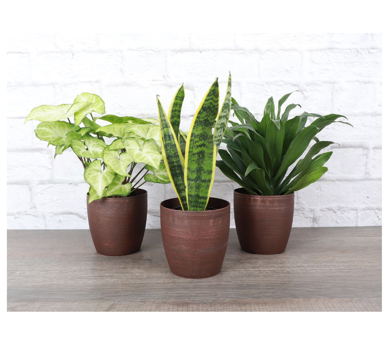 Thorsen's Greenhouse Set of 3 Live 4" Low LightHouseplants — View 2