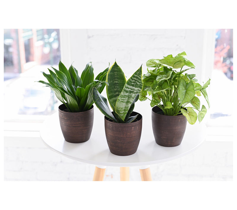 Thorsen's Greenhouse Set of 3 Live 4" Low LightHouseplants — View 3