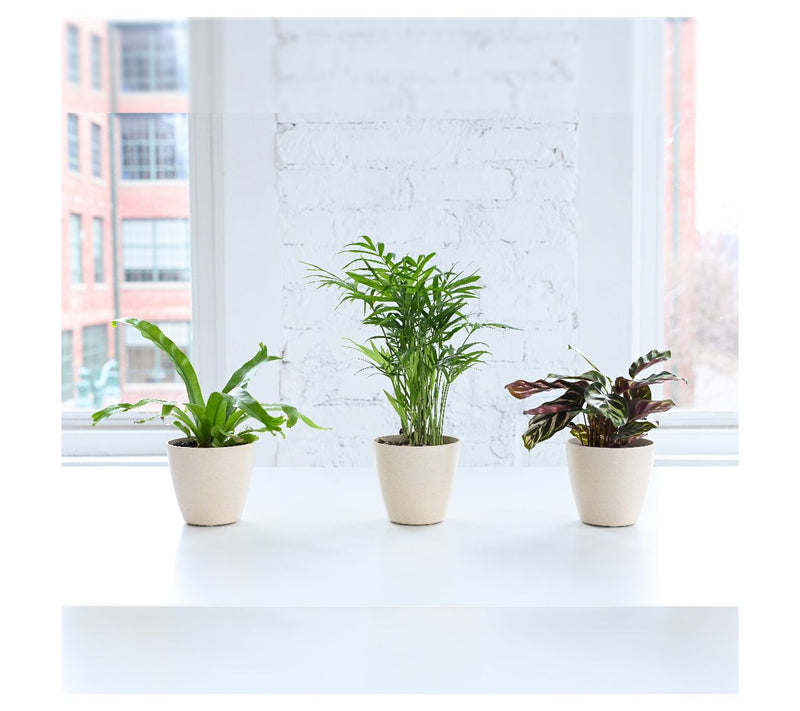 Thorsen's Greenhouse Live 4" Pet Friendly Houseplants — View 4