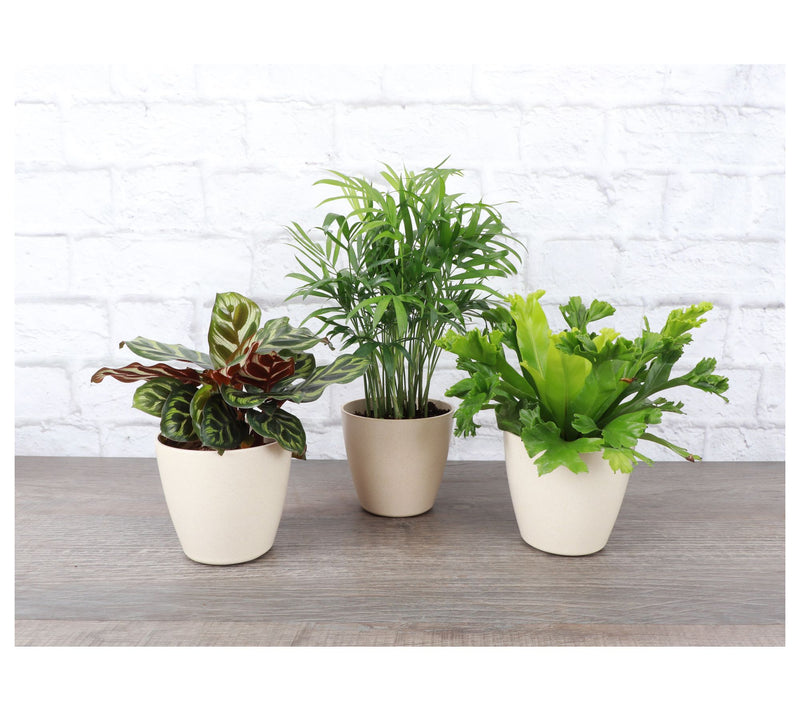 Thorsen's Greenhouse Live 4" Pet Friendly Houseplants — View 3