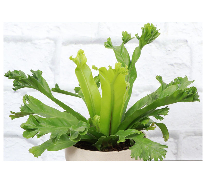 Thorsen's Greenhouse Live 4" Pet Friendly Houseplants — View 6