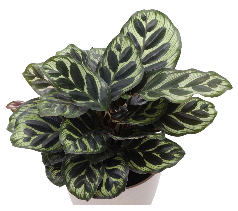 Thorsen's Greenhouse Live 4" Pet Friendly Houseplants — View 7