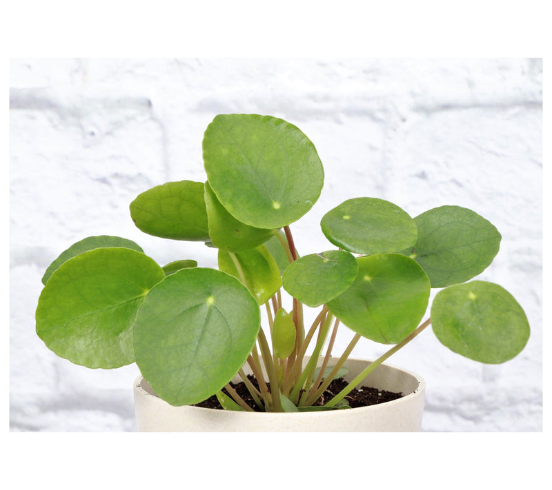 Thorsen's Greenhouse Set of 2 Live 4" Lucky Houseplants — View 3