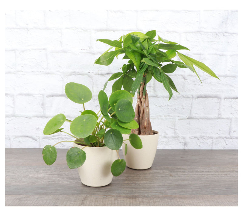 Thorsen's Greenhouse Set of 2 Live 4" Lucky Houseplants — View 2