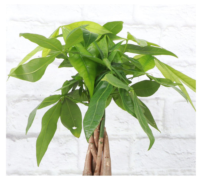 Thorsen's Greenhouse Set of 2 Live 4" Lucky Houseplants — View 4