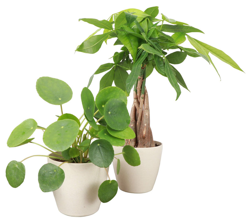 Thorsen's Greenhouse Set of 2 Live 4" Lucky Houseplants — Main view