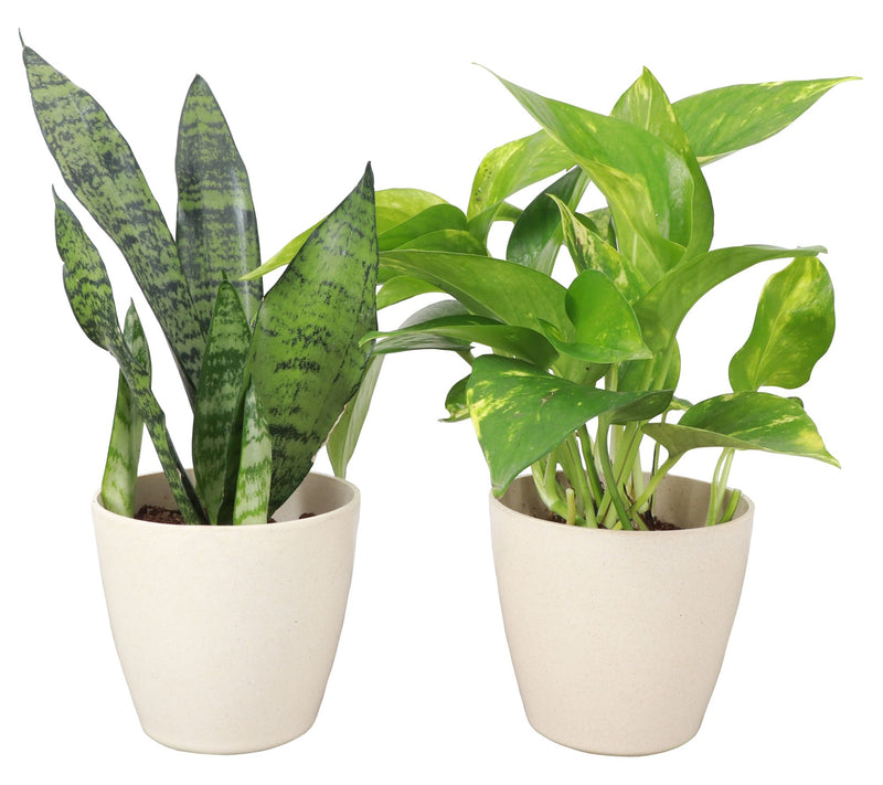 Thorsen's Greenhouse Set of 2 Live 4" BeginnersHouseplants — View 8