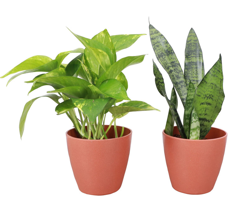 Thorsen's Greenhouse Set of 2 Live 4" BeginnersHouseplants — View 9
