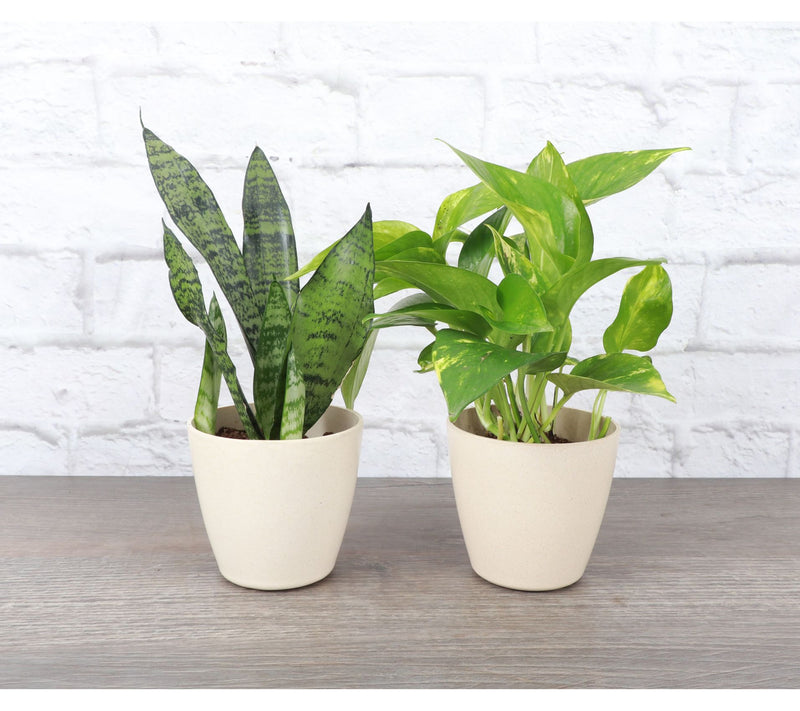 Thorsen's Greenhouse Set of 2 Live 4" BeginnersHouseplants — View 4