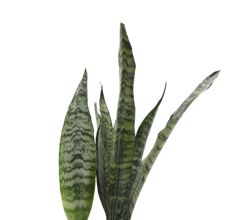 Thorsen's Greenhouse Set of 2 Live 4" BeginnersHouseplants — View 3