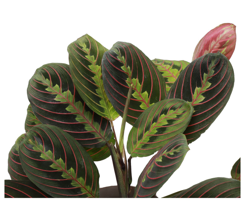 Thorsen's Greenhouse Set of 2 Live 4" Hanging Houseplants — View 7