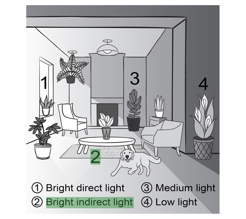Thorsen's Greenhouse Set of 2 Live 4" Hanging Houseplants — View 8