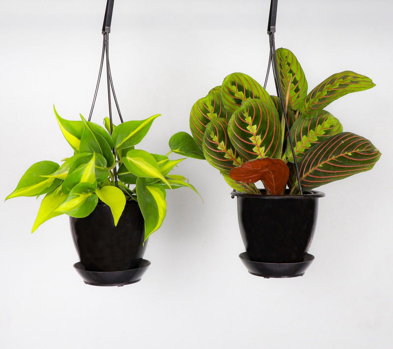 Thorsen's Greenhouse Set of 2 Live 4" Hanging Houseplants — View 4