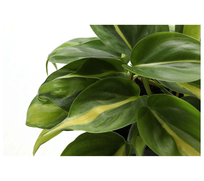 Thorsen's Greenhouse Set of 2 Live 4" Hanging Houseplants — View 6
