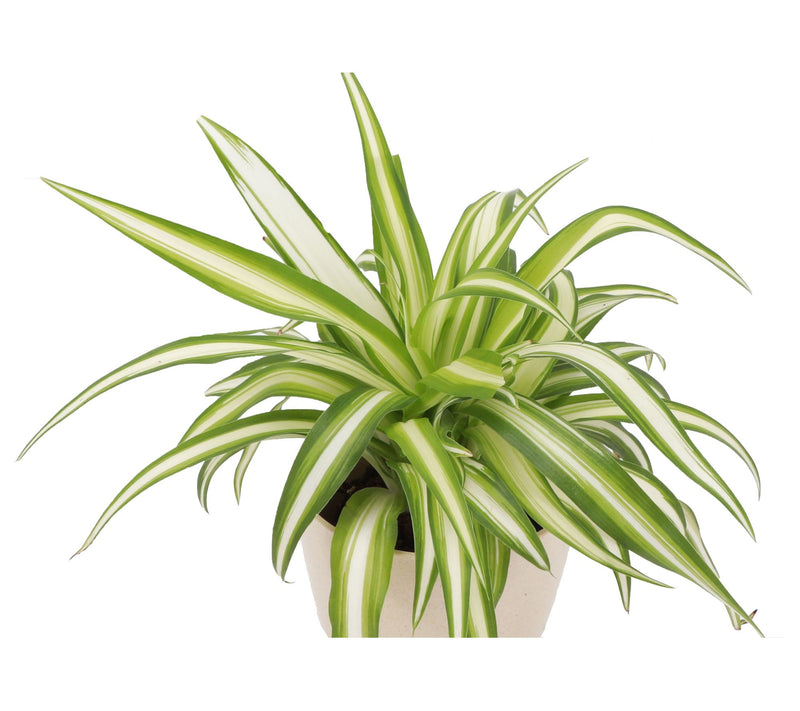 Thorsen's Greenhouse S/2 Live 4" Air PurifyingHouseplants — View 5
