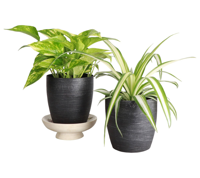 Thorsen's Greenhouse S/2 Live 4" Air PurifyingHouseplants — View 13