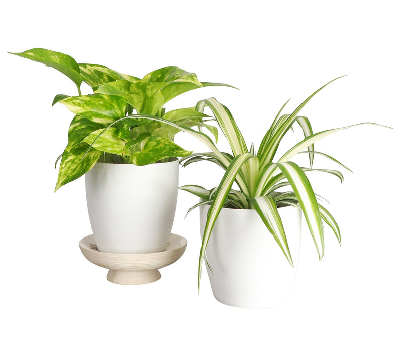 Thorsen's Greenhouse S/2 Live 4" Air PurifyingHouseplants — View 16