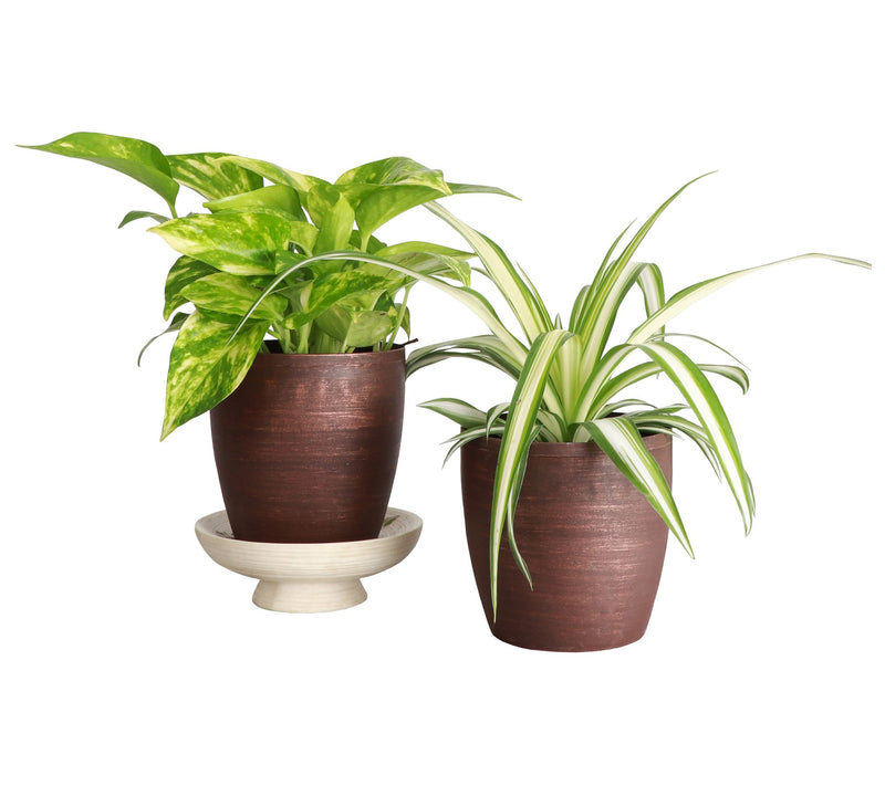 Thorsen's Greenhouse S/2 Live 4" Air PurifyingHouseplants — View 17