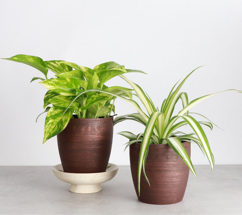 Thorsen's Greenhouse S/2 Live 4" Air PurifyingHouseplants — View 2