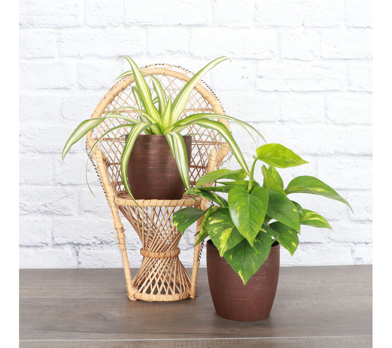 Thorsen's Greenhouse S/2 Live 4" Air PurifyingHouseplants — View 3