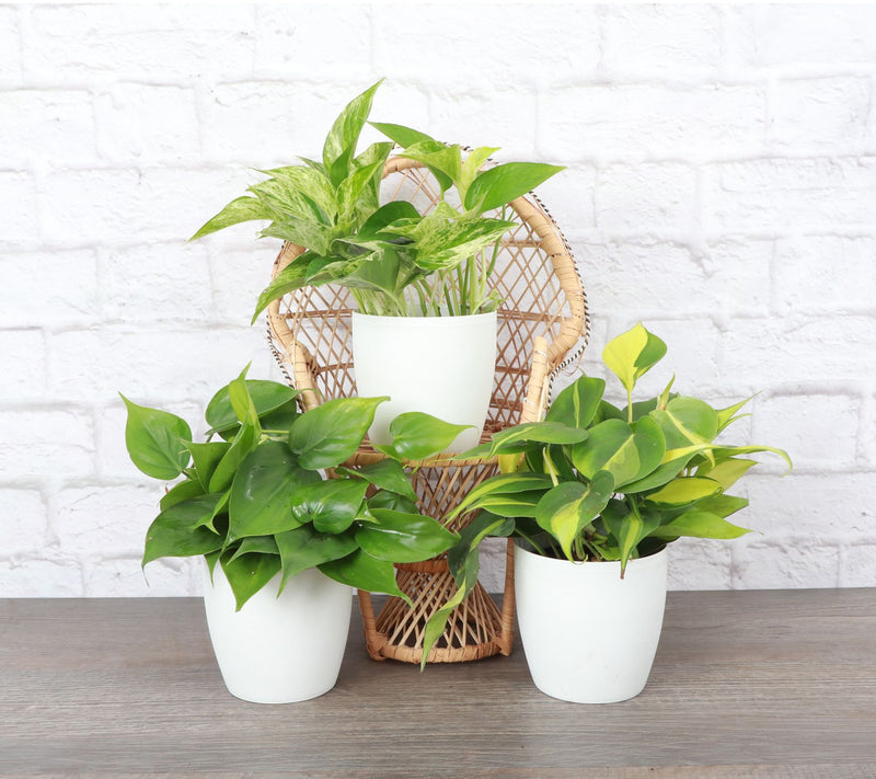 Thorsen's Greenhouse S/3 Live 4" Trailing Houseplants — View 5