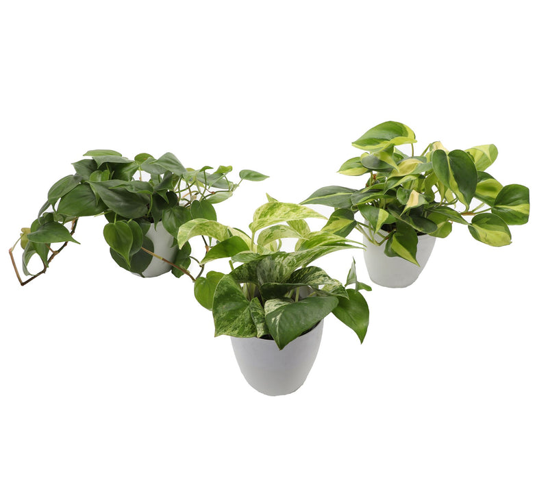 Thorsen's Greenhouse S/3 Live 4" Trailing Houseplants — Main view