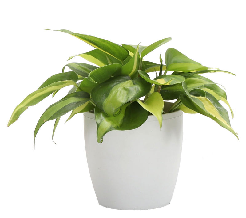 Thorsen's Greenhouse S/3 Live 4" Trailing Houseplants — View 8