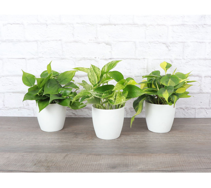 Thorsen's Greenhouse S/3 Live 4" Trailing Houseplants — View 6
