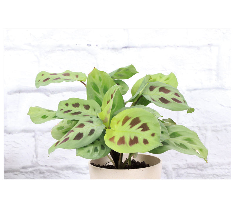 Thorsen's Greenhouse Set of 3 Live 4" Prayer Plants — View 4