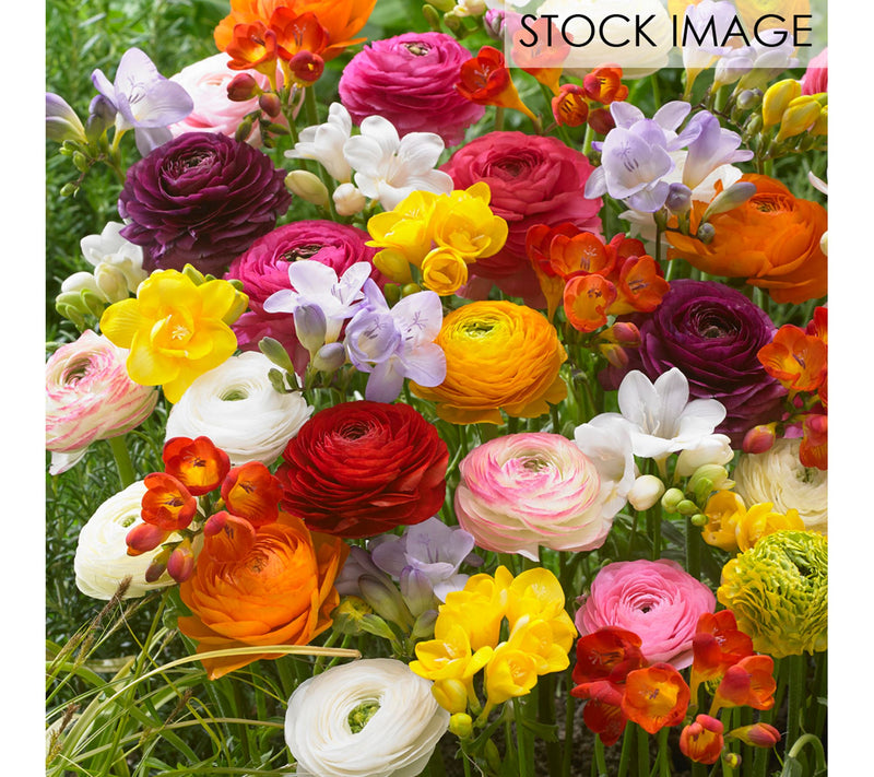 Van Zyverden Grand Freesia and Ranunculus Blend10 Bulbs — View 2