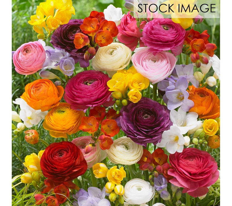 Van Zyverden Grand Freesia and Ranunculus Blend10 Bulbs — Main view