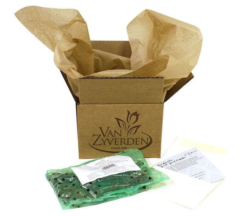 Van Zyverden Grand Freesia and Ranunculus Blend10 Bulbs — View 4