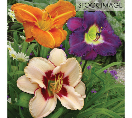 Van Zyverden Daylilies Once In a Lifetime Blend10 Roots
