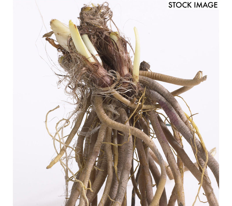 Van Zyverden Daylilies Once In a Lifetime Blend10 Roots — View 6