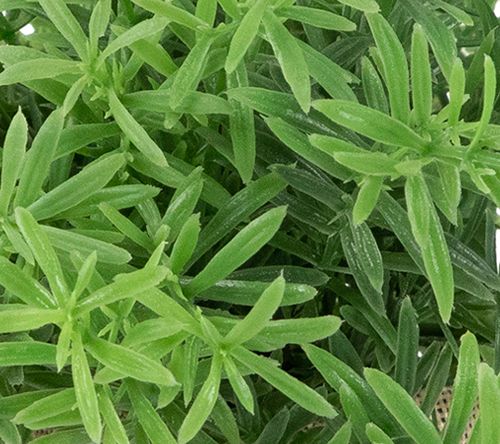 Northlight Green Artificial Foliage in Fabric Covered Pot — View 2