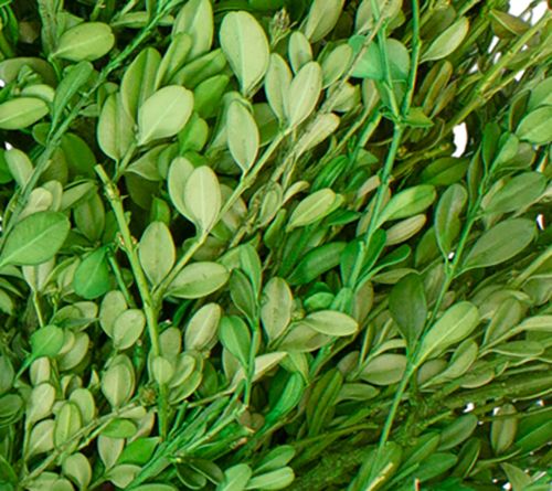 Northlight Green Foliage Artificial Spring Wrea th — View 2