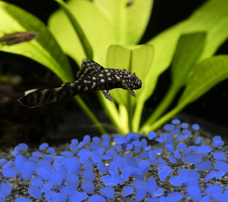 Pure Garden 500 Glow in the Dark Solar PathwayPebbles — View 7
