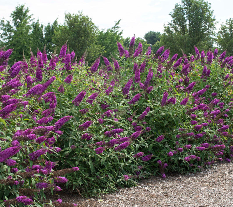 Cottage Farms Royal Razz Butterfly Bush — View 3