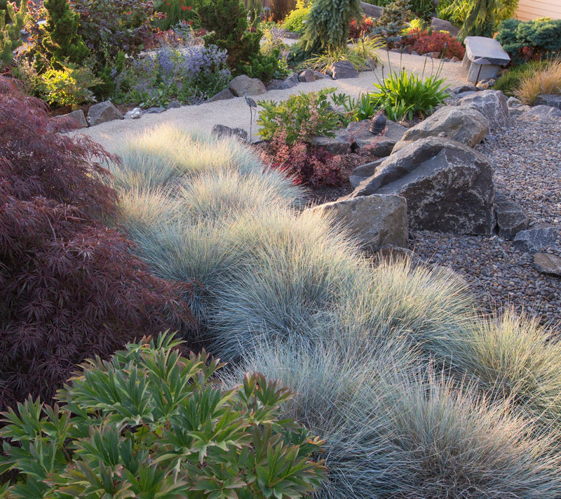 Cottage Farms 2-Piece Blue Fescue Grass — View 4
