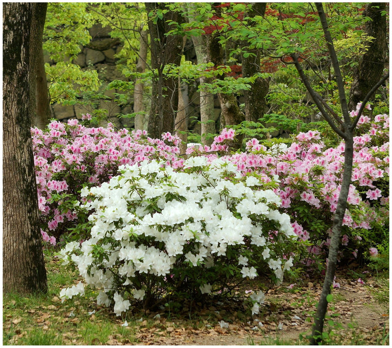 Cottage Farms Reblooming White Azalea — View 4
