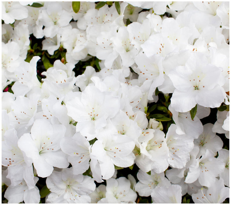 Cottage Farms Reblooming White Azalea — Main view