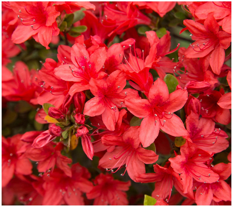 Cottage Farms Reblooming Red Azalea — Main view