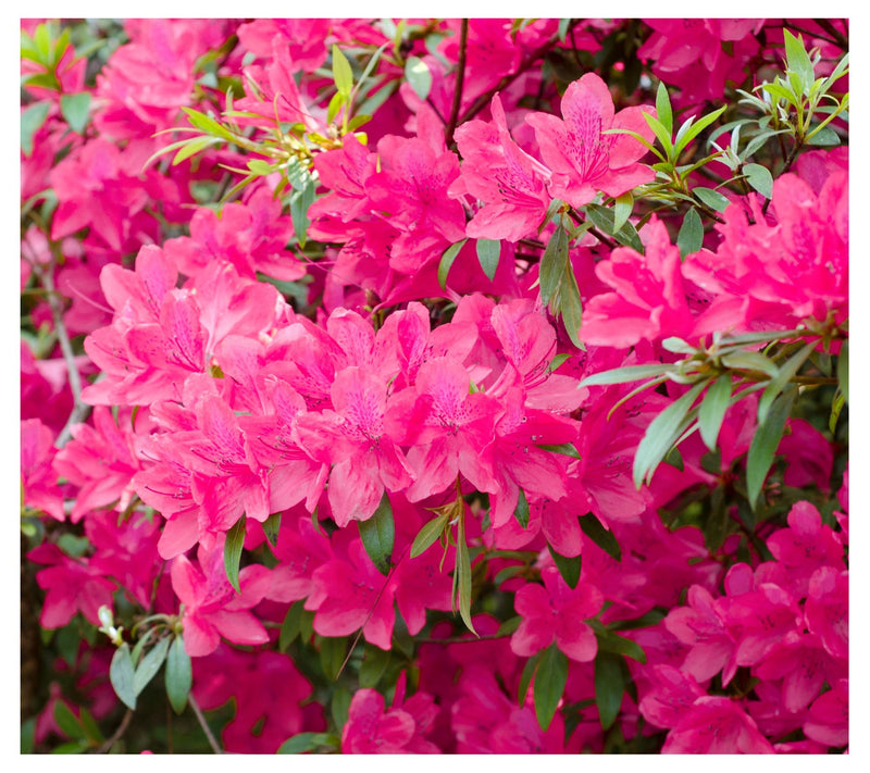 Cottage Farms Reblooming Pink Azalea — View 4