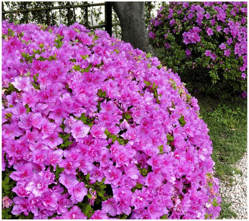 Cottage Farms Reblooming Lavender Azalea — Main view