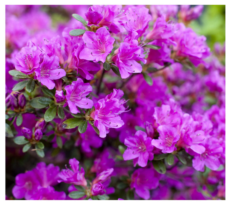 Cottage Farms Reblooming Lavender Azalea — View 4