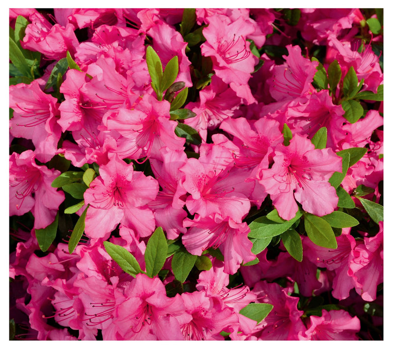 Cottage Farms Reblooming Hot Pink Azalea — View 4