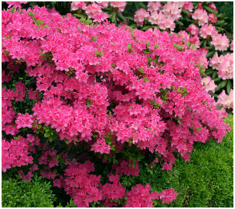 Cottage Farms Reblooming Hot Pink Azalea — View 3